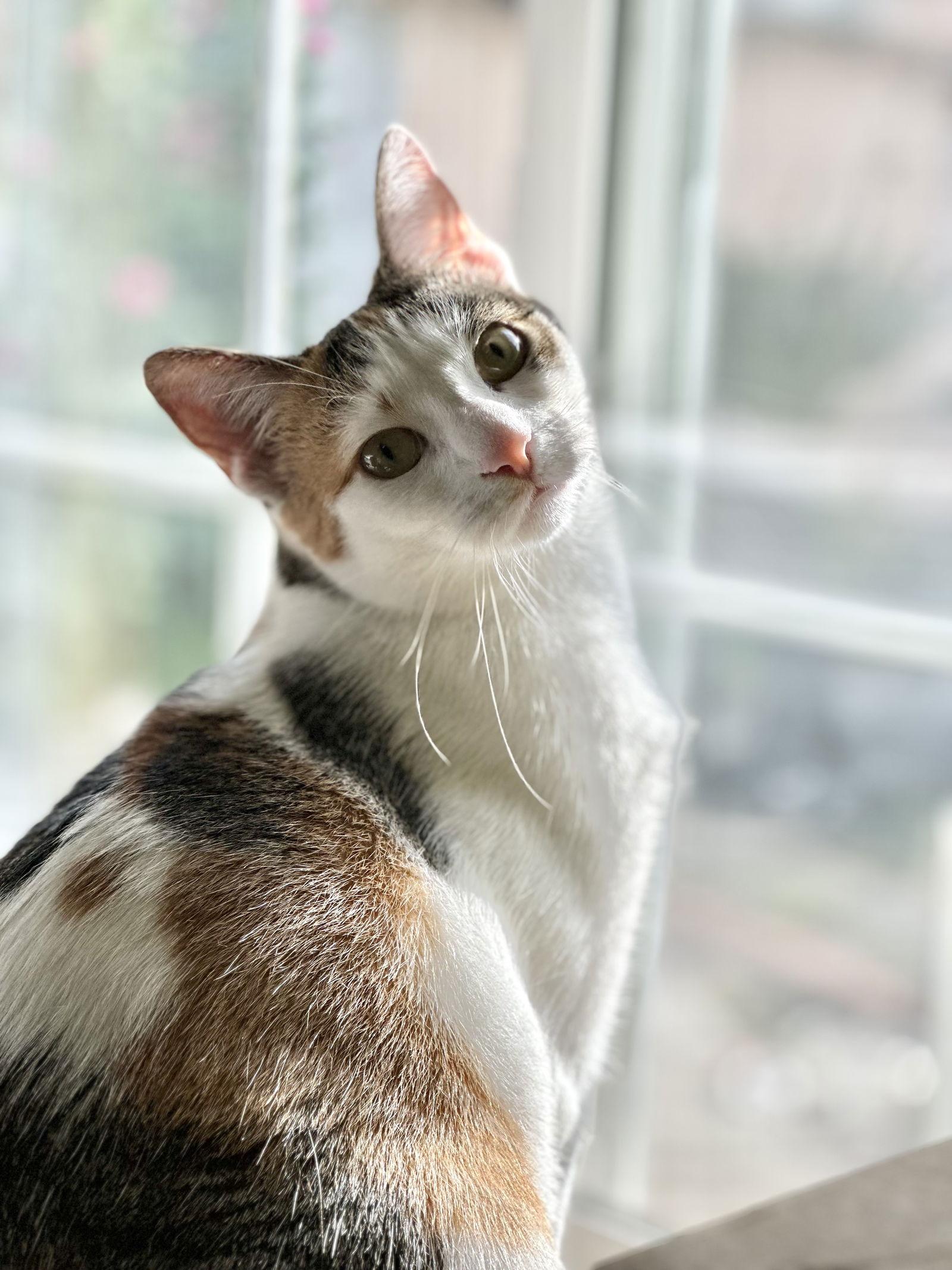 Enlarge Lucy (bonded w/Frodo), a Adoptable mixed breed in San Jose, CA image 3/3