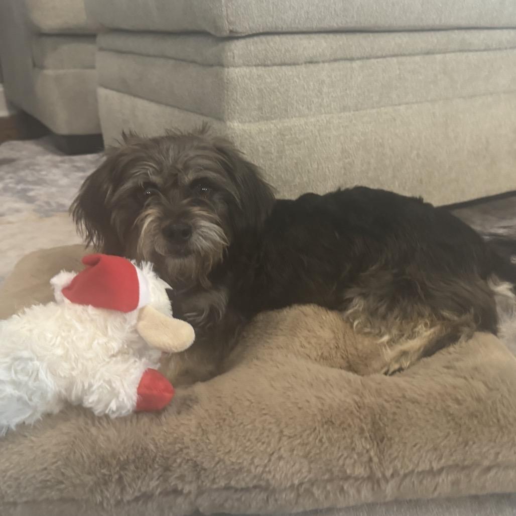 Heidi, Adoptable, Adult Female Yorkshire Terrier & Schnauzer.