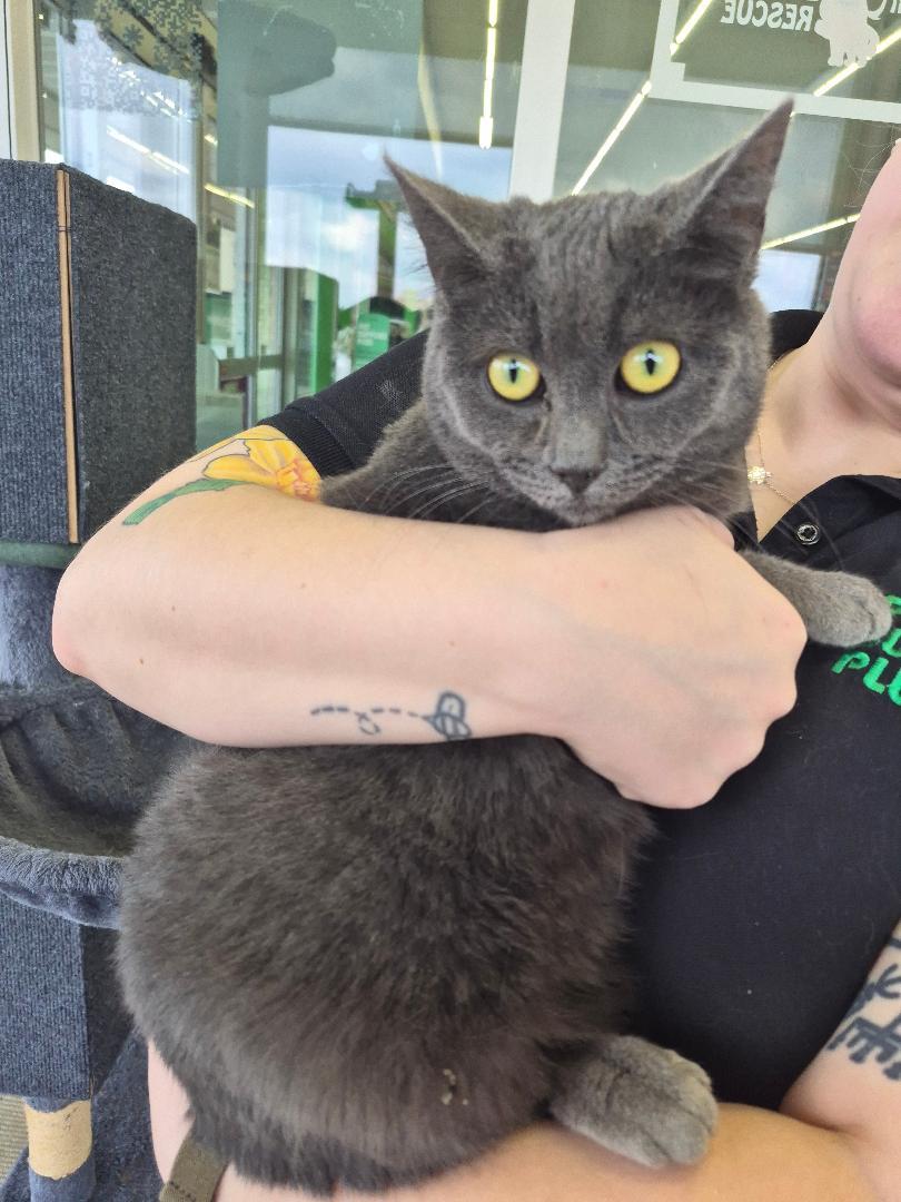 Enlarge Guinevere- ADOPTED, a Adopted Russian Blue in Livonia, MI image 1/1