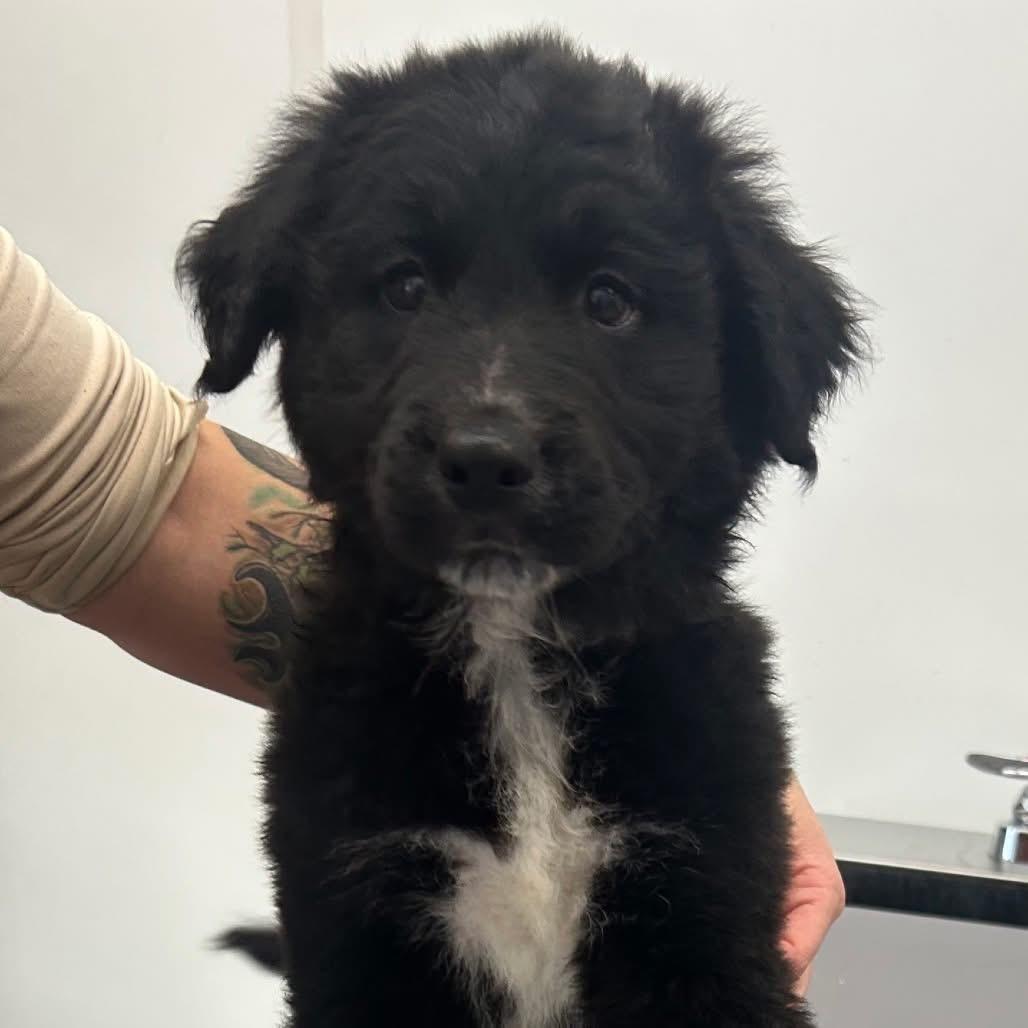 Toast, ADOPTABLE, Puppy Male Australian Shepherd.