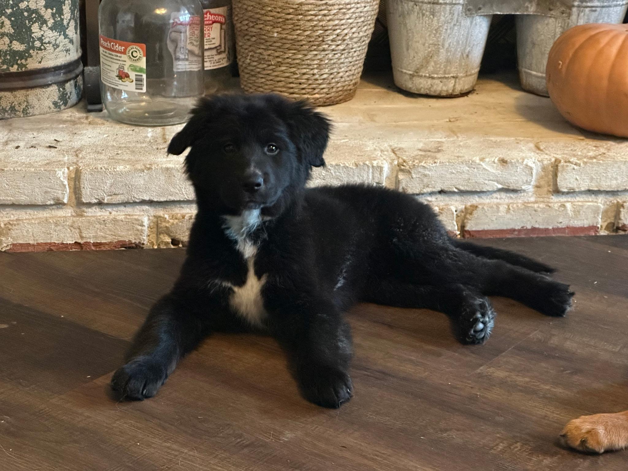 Toast, an adopted mixed breed in Hughesville, MD image 1/2