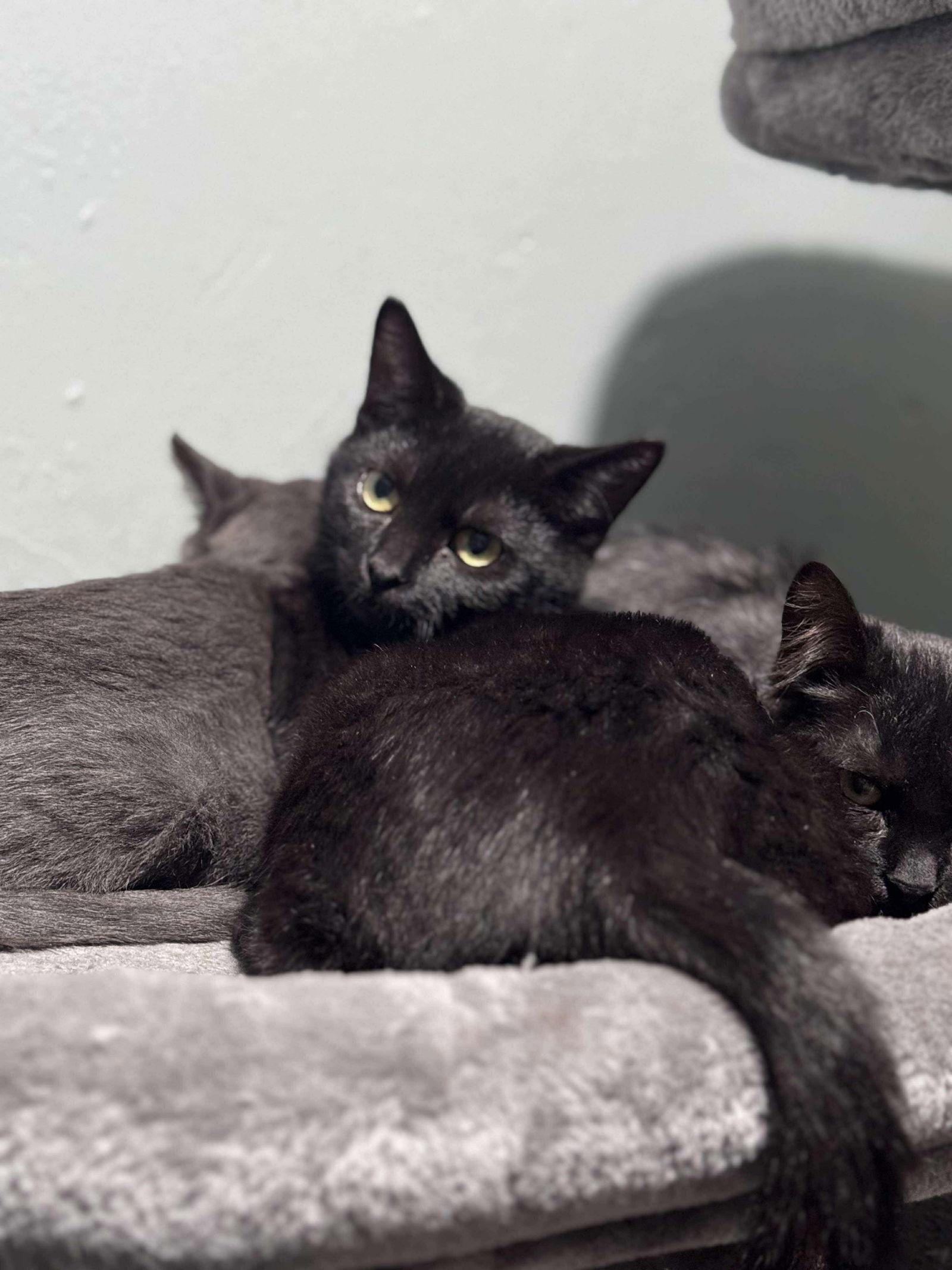 Coal, Adoptable, Young Male Domestic Short Hair.