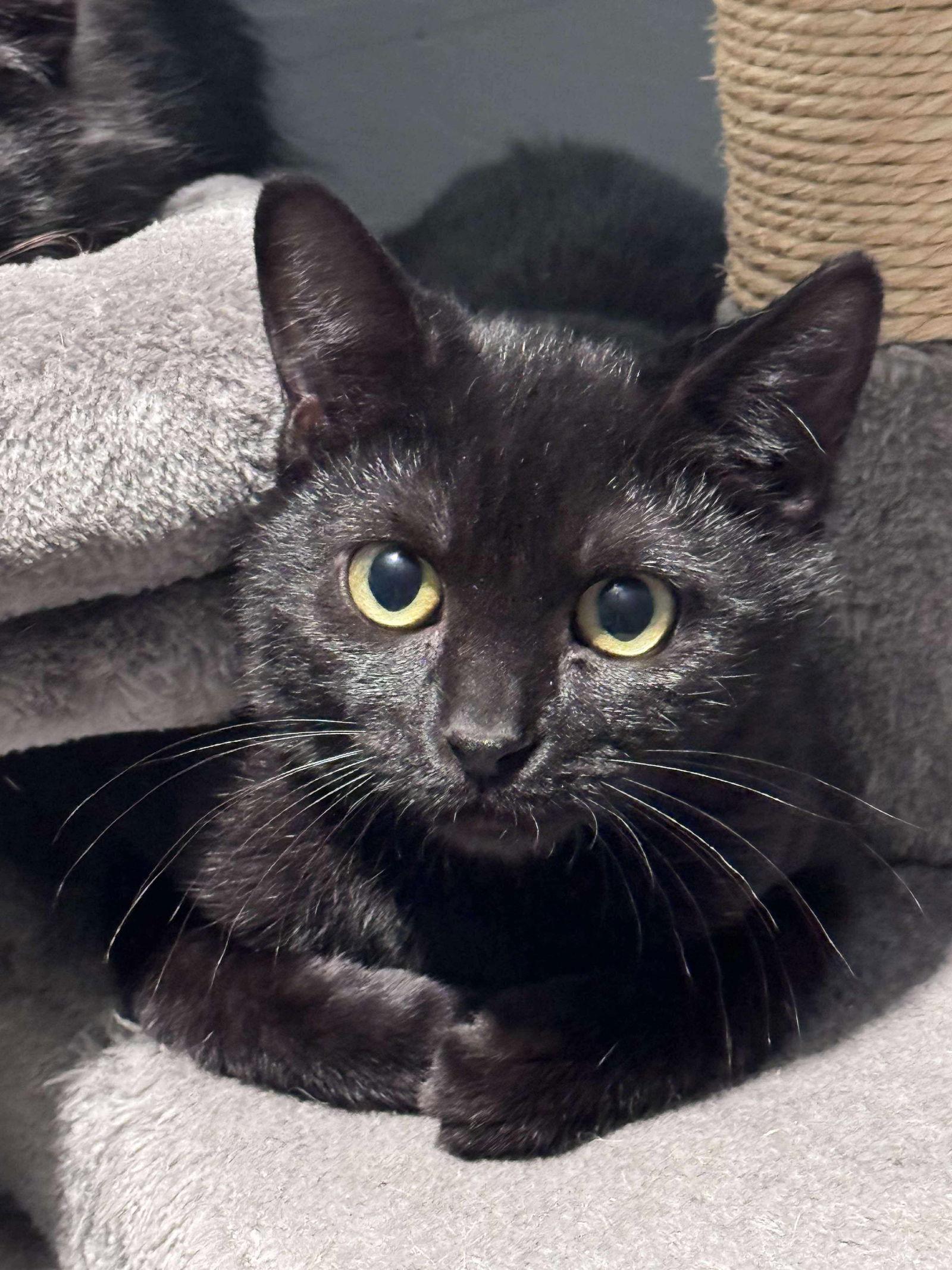 Enlarge Coal, a Adoptable Domestic Short Hair in Hanover, PA image 2/3