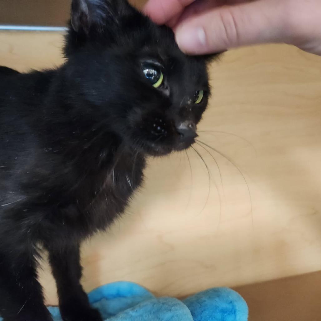 J Love, Adoptable, Young Female Domestic Short Hair.