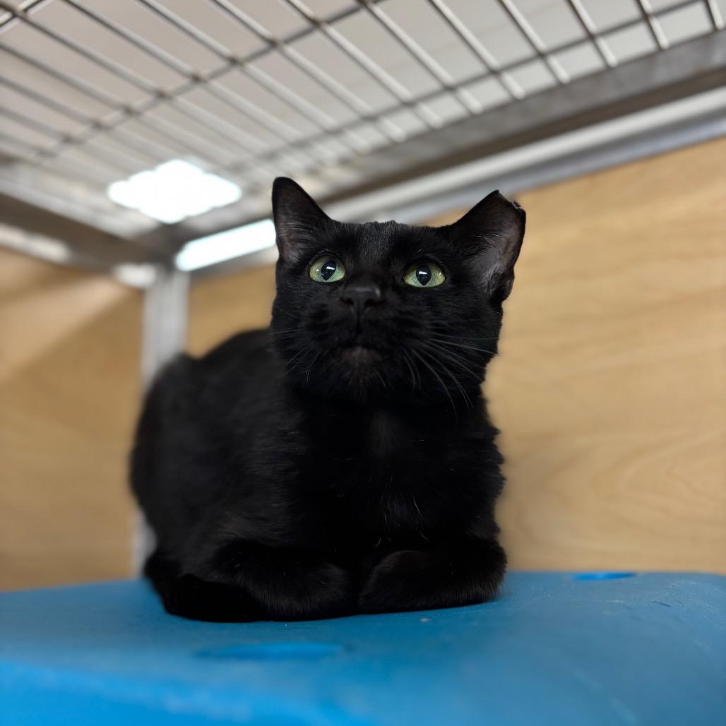 J Love, a Adoptable Domestic Short Hair in Brookfield, WI image 2/6