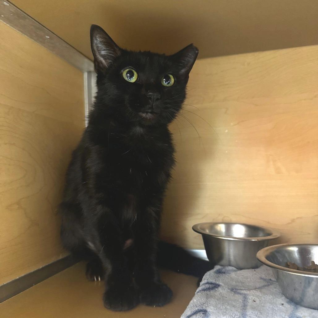 J Love, a Adoptable Domestic Short Hair in Brookfield, WI image 3/6