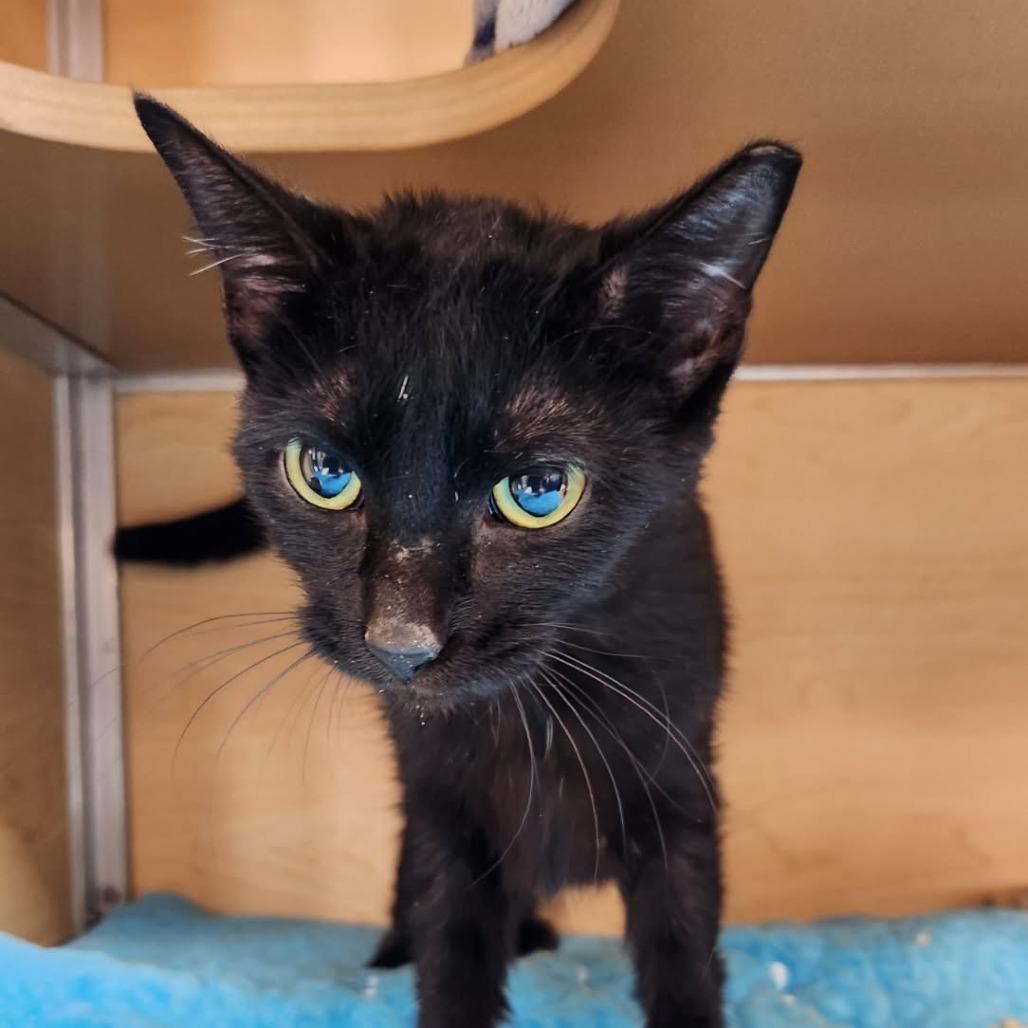 J Love, a Adoptable Domestic Short Hair in Brookfield, WI image 4/6