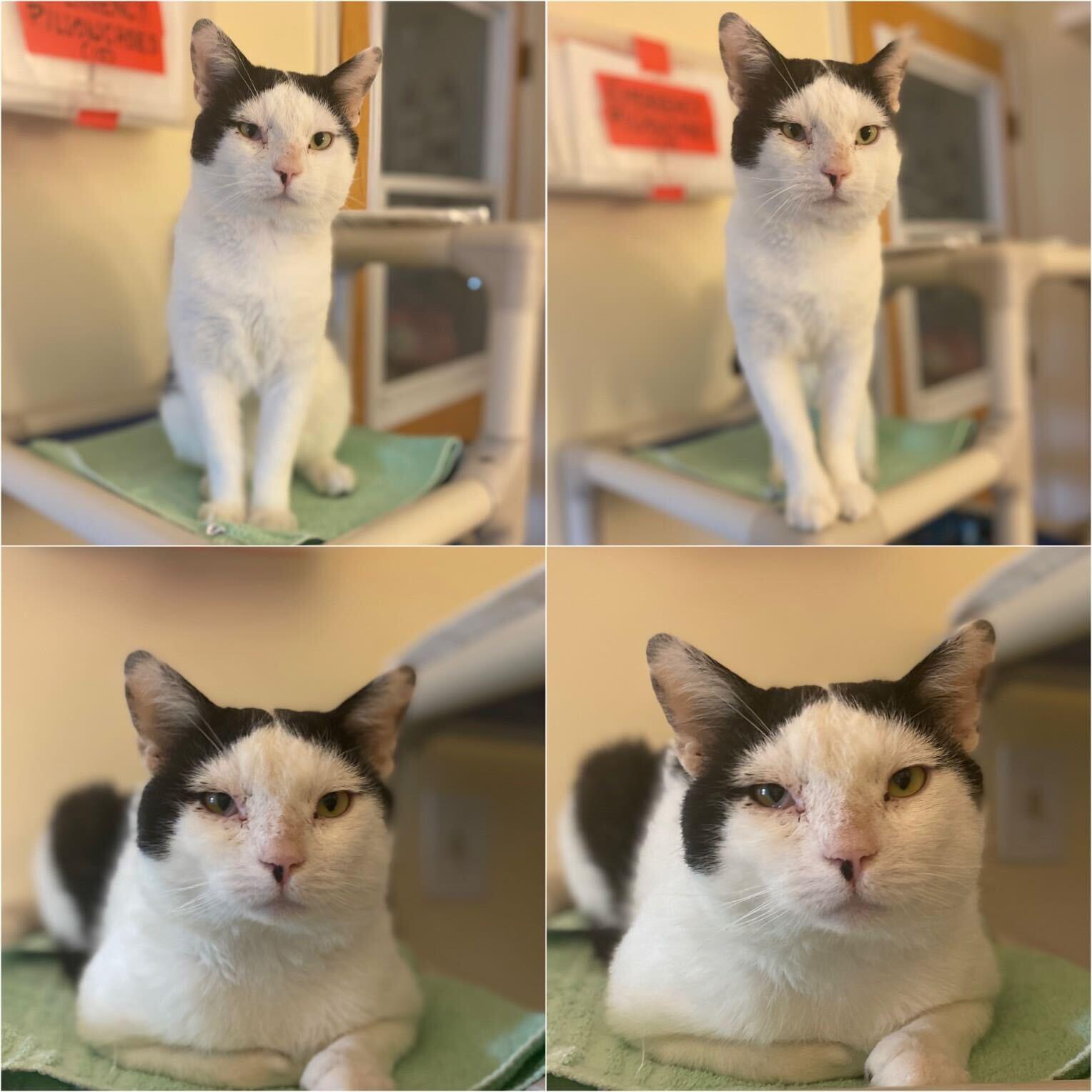 Xavier, Adult Male Domestic Short Hair