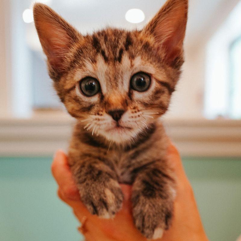 Pincher, ADOPTABLE, Kitten Female Domestic Medium Hair.