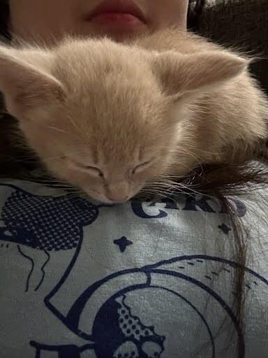 Zoey., a Adopted Domestic Short Hair in Pacifica, CA image 1/3