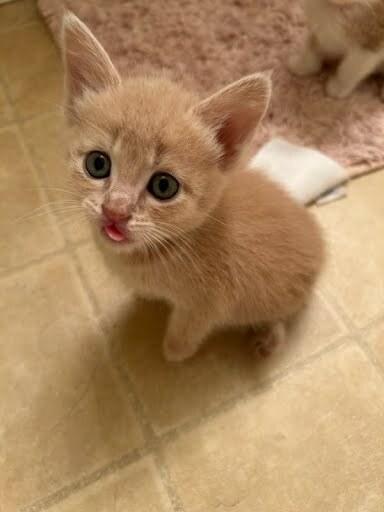 Zoey., a Adopted Domestic Short Hair in Pacifica, CA image 2/3