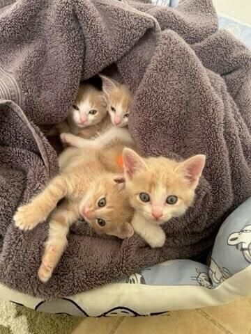 Zoey., a Adopted Domestic Short Hair in Pacifica, CA image 3/3