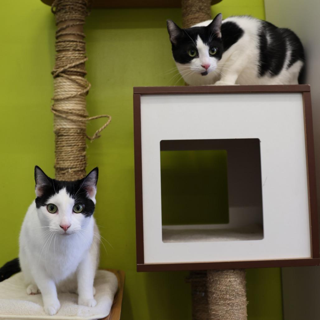 Reenie — thumbnail 2