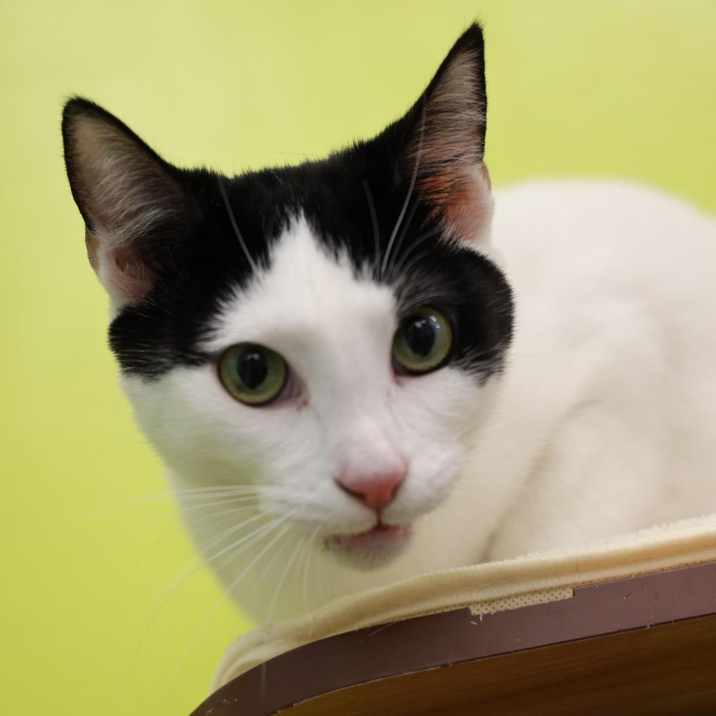 Reenie — thumbnail 3