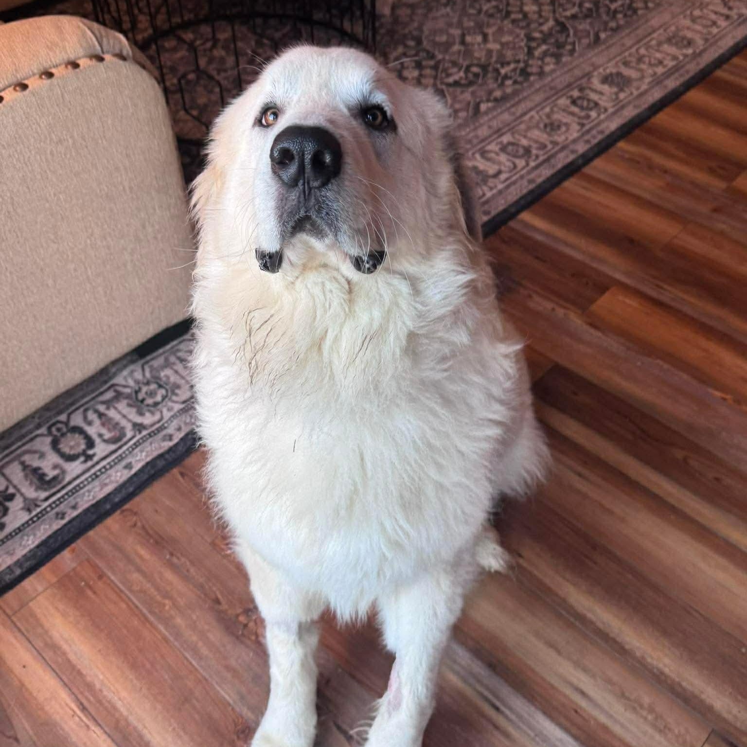 Enlarge Ghost, a ADOPTABLE Great Pyrenees in Wando, SC image 4/6