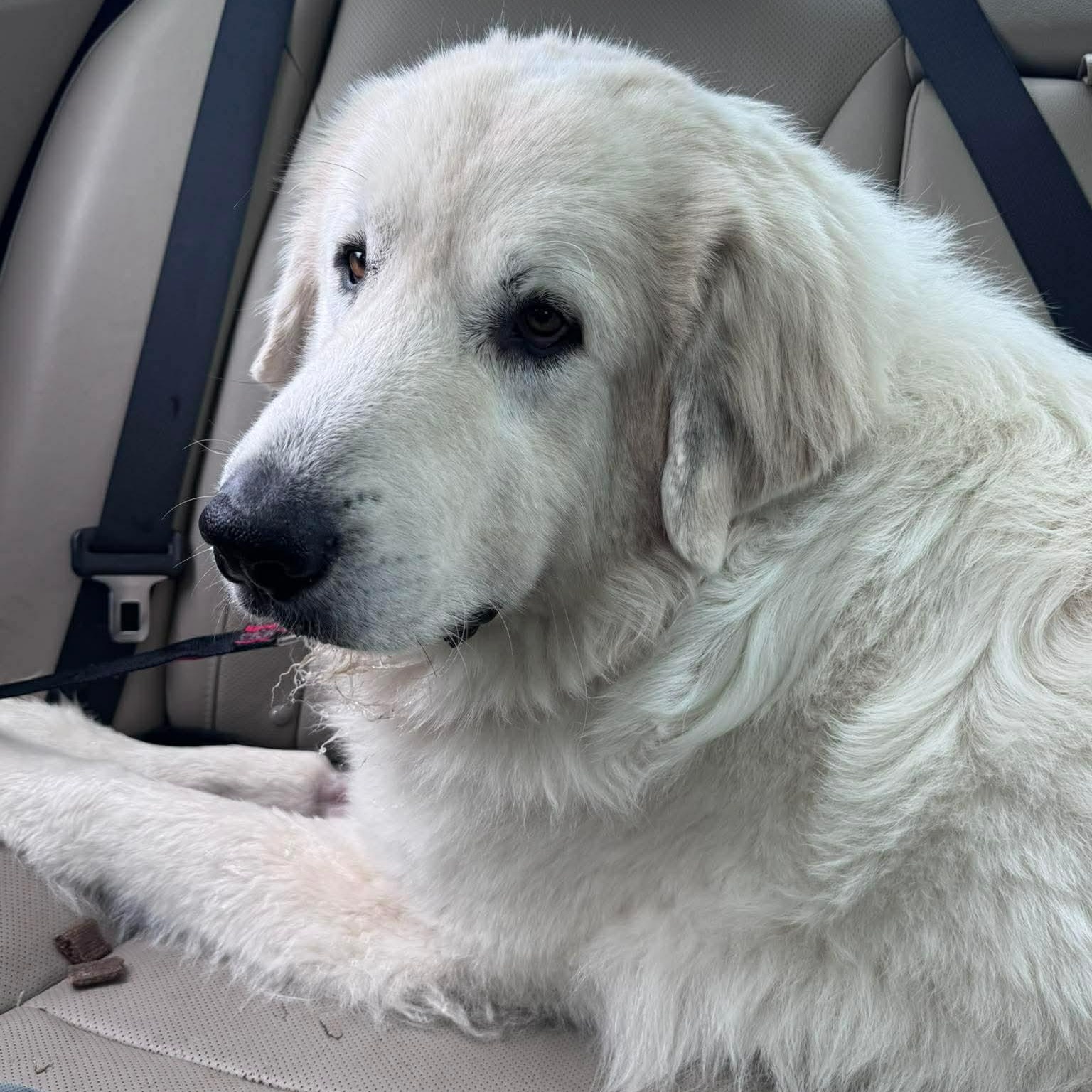 Ghost, ADOPTABLE, Young Male Great Pyrenees.
