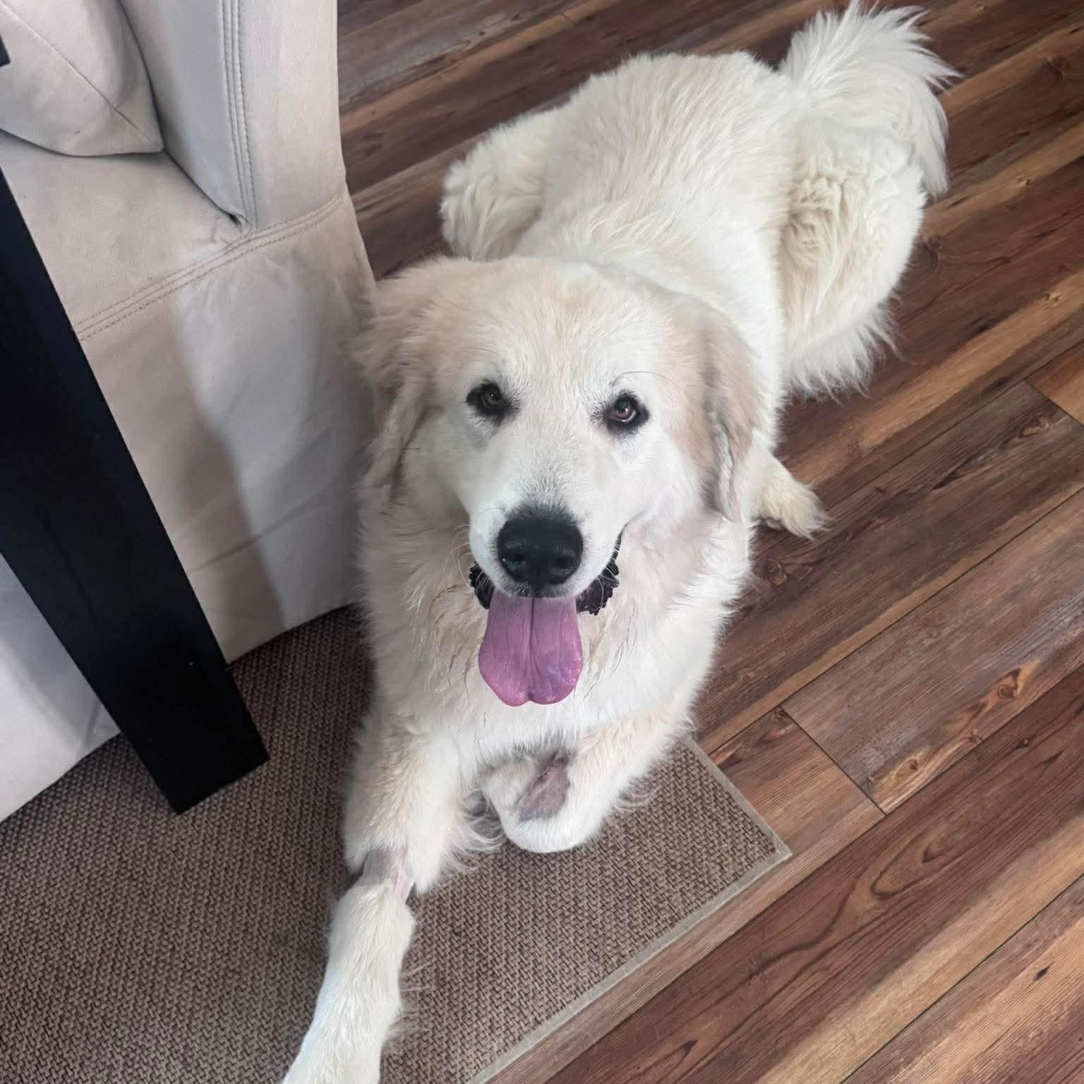 Enlarge Ghost, a ADOPTABLE Great Pyrenees in Wando, SC image 2/6