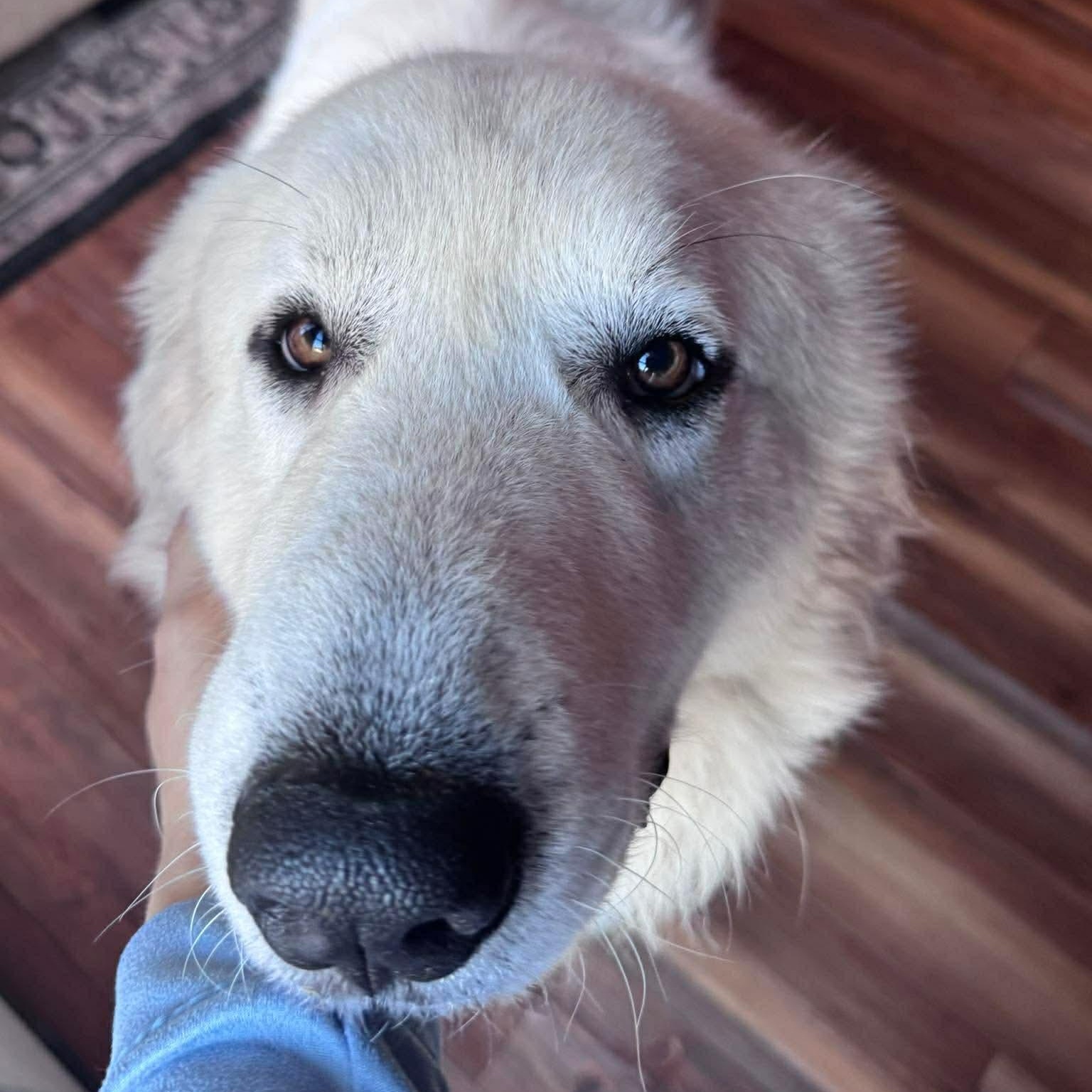 Enlarge Ghost, a ADOPTABLE Great Pyrenees in Wando, SC image 5/6