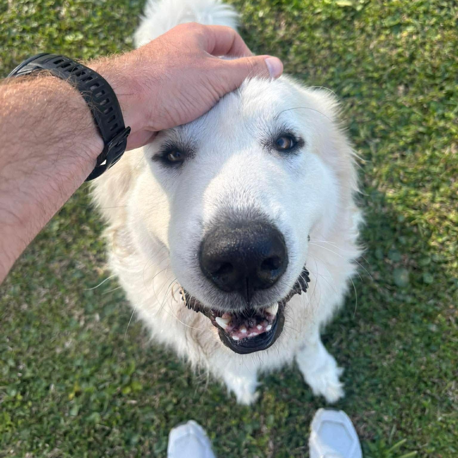 Enlarge Ghost, a ADOPTABLE Great Pyrenees in Wando, SC image 6/6