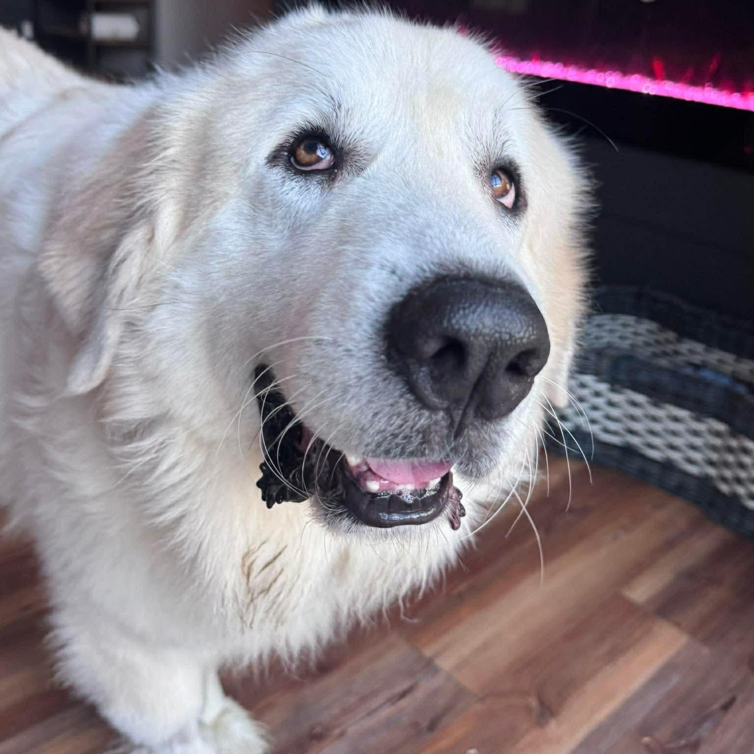 Enlarge Ghost, a ADOPTABLE Great Pyrenees in Wando, SC image 3/6