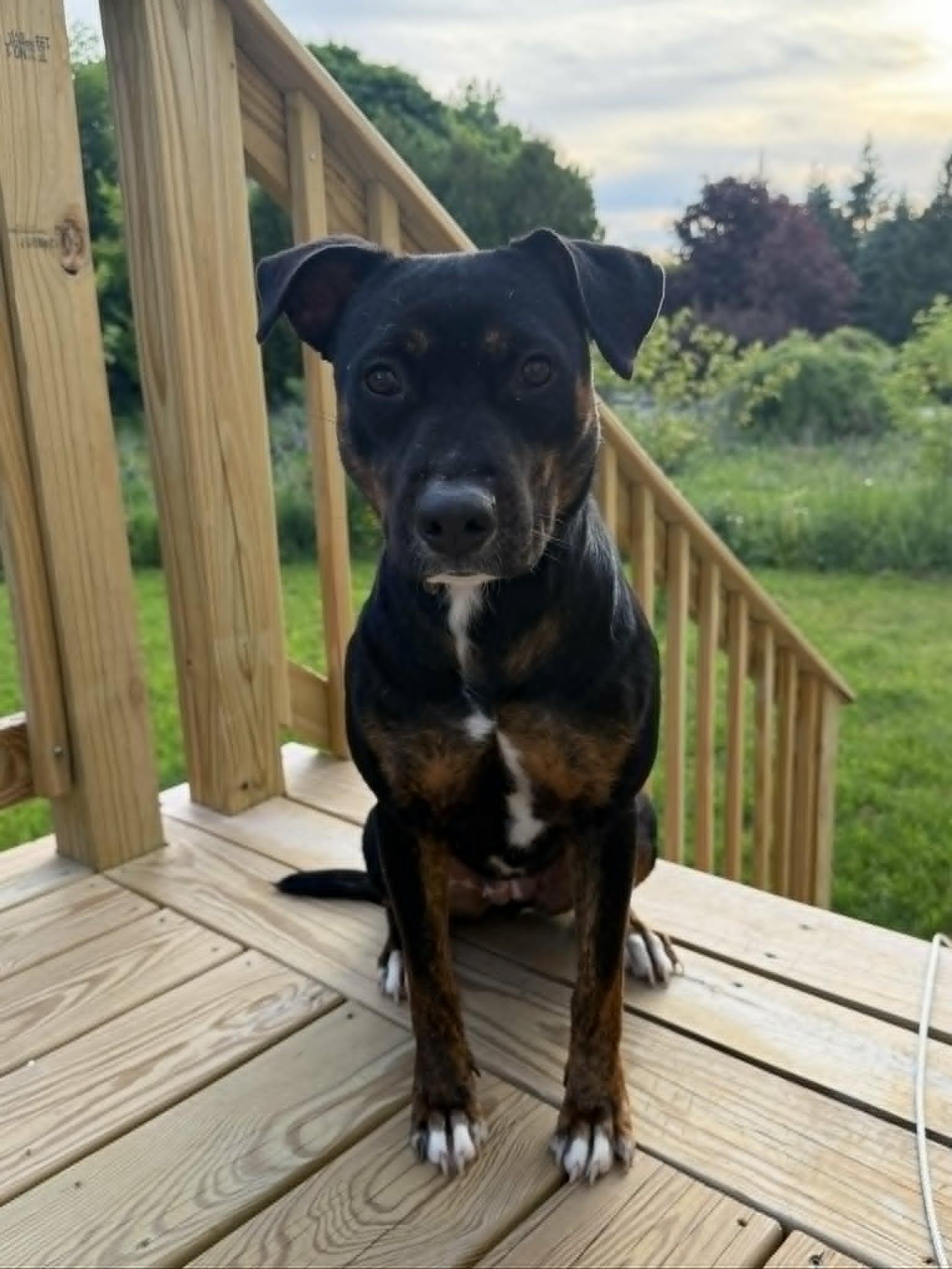 Calypso - NH, ADOPTABLE, Adult Female Australian Cattle Dog / Blue Heeler.