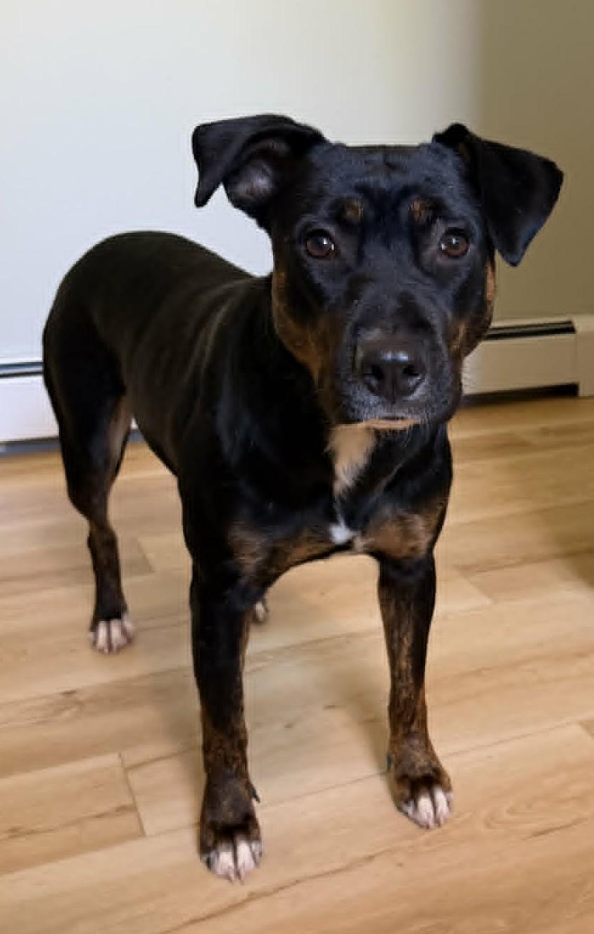 Enlarge Calypso - NH, a ADOPTABLE mixed breed in Seabrook, NH image 2/6