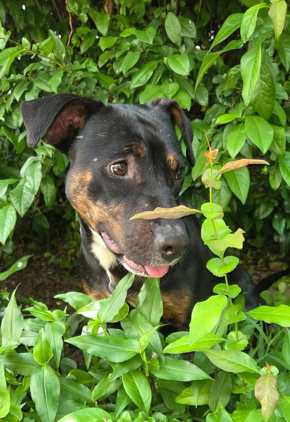 Enlarge Calypso - NH, a ADOPTABLE mixed breed in Seabrook, NH image 4/6