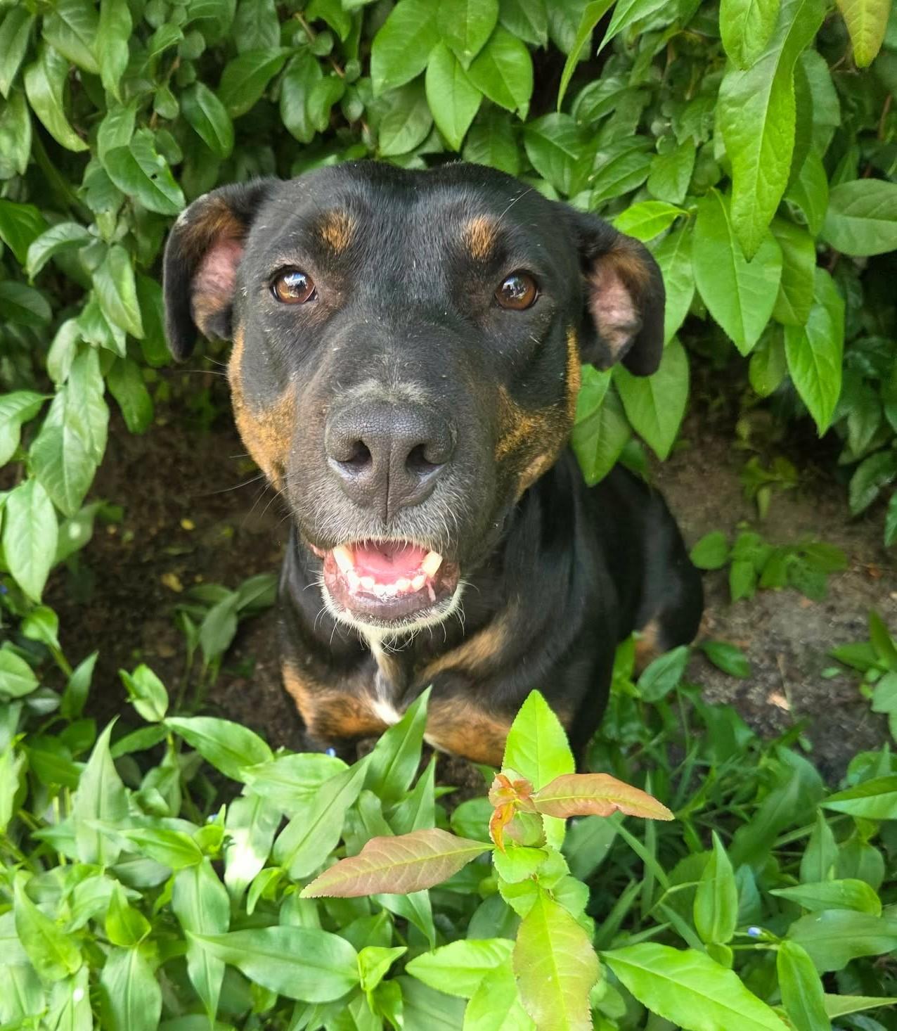 Enlarge Calypso - NH, a ADOPTABLE mixed breed in Seabrook, NH image 5/6