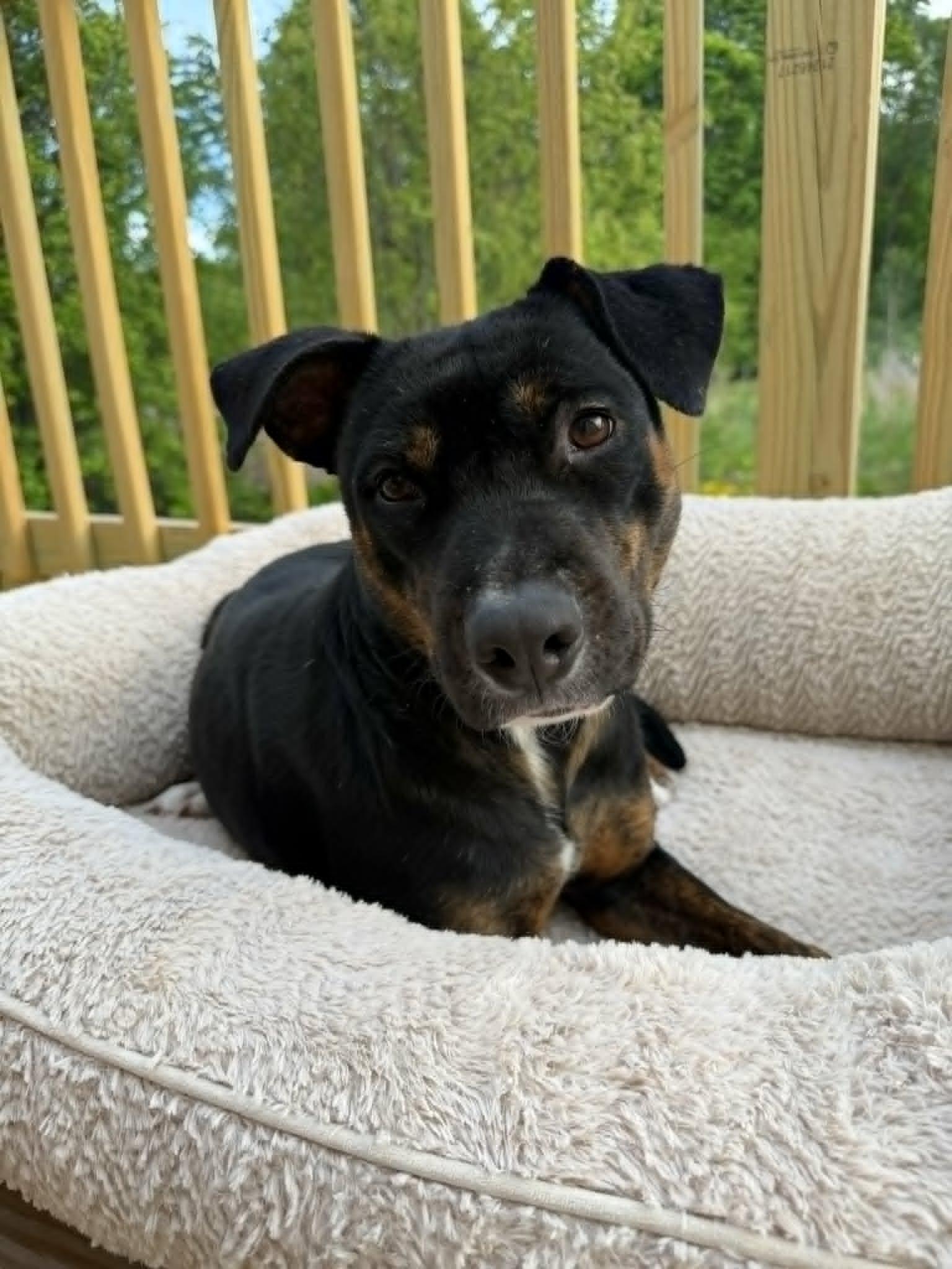 Enlarge Calypso - NH, a ADOPTABLE mixed breed in Seabrook, NH image 6/6