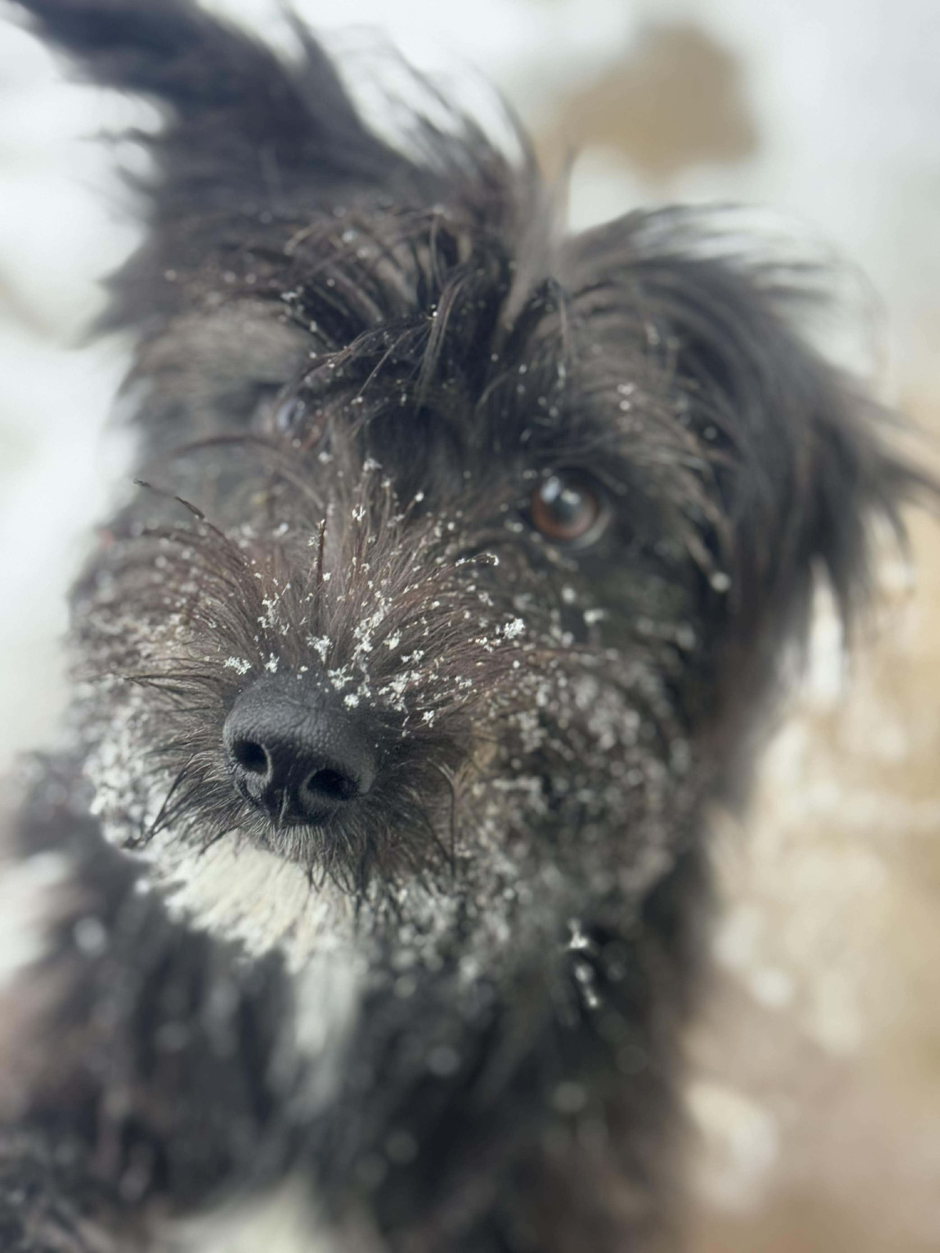 Enlarge Cookie, an adoptable mixed breed in Wheelersburg, OH image 3/5