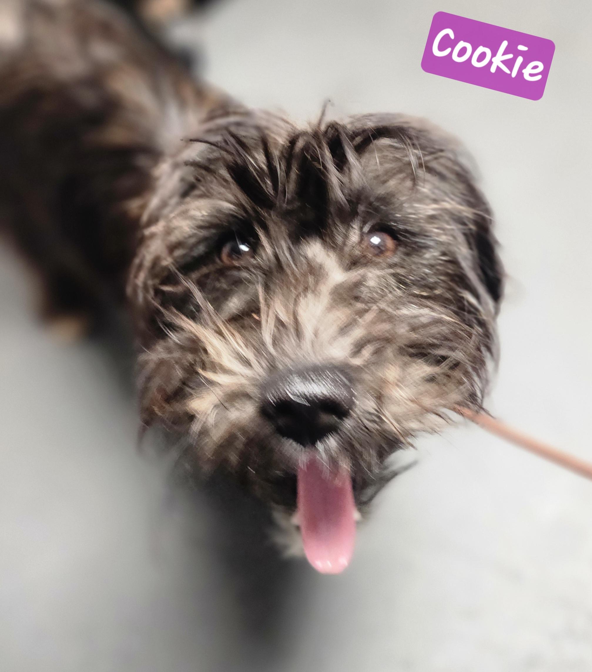 Enlarge Cookie, an adoptable mixed breed in Wheelersburg, OH image 2/5