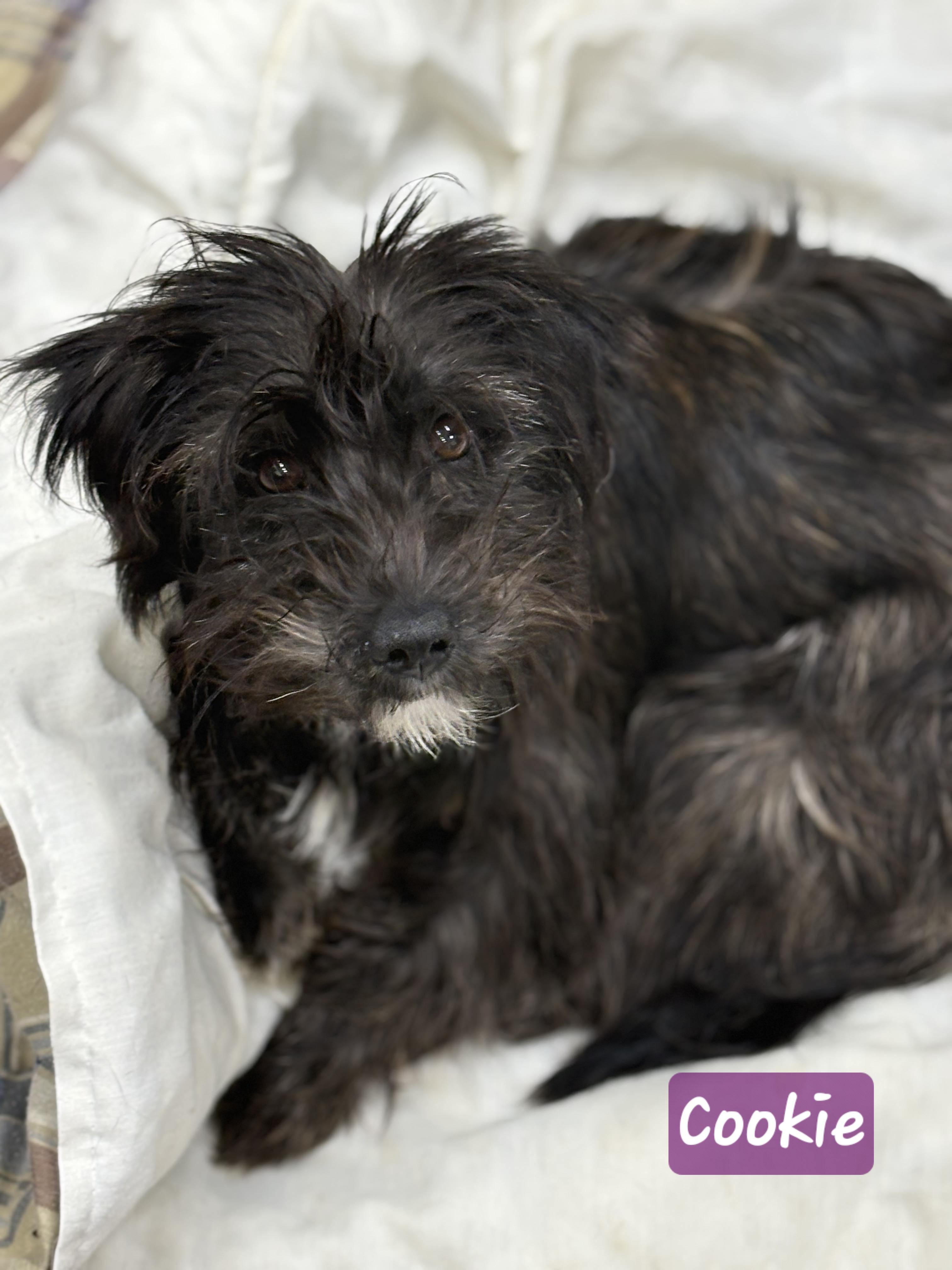 Enlarge Cookie, an adoptable mixed breed in Wheelersburg, OH image 5/5