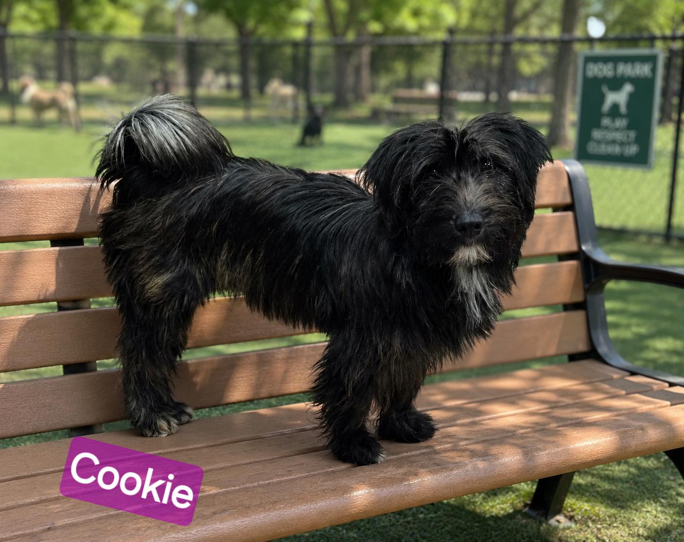 Enlarge Cookie, an adoptable mixed breed in Wheelersburg, OH image 1/5