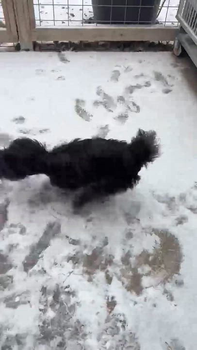 Enlarge Cookie, an adoptable mixed breed in Wheelersburg, OH video 4/5