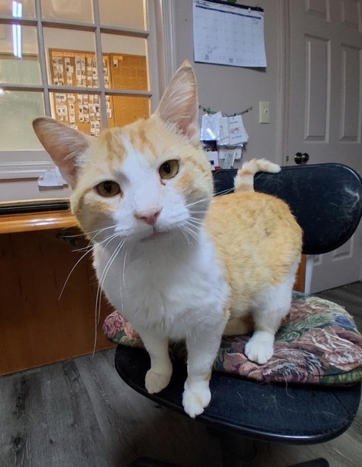 Enlarge Larry #5, a Adoptable Domestic Short Hair in Westfield, WI image 1/1