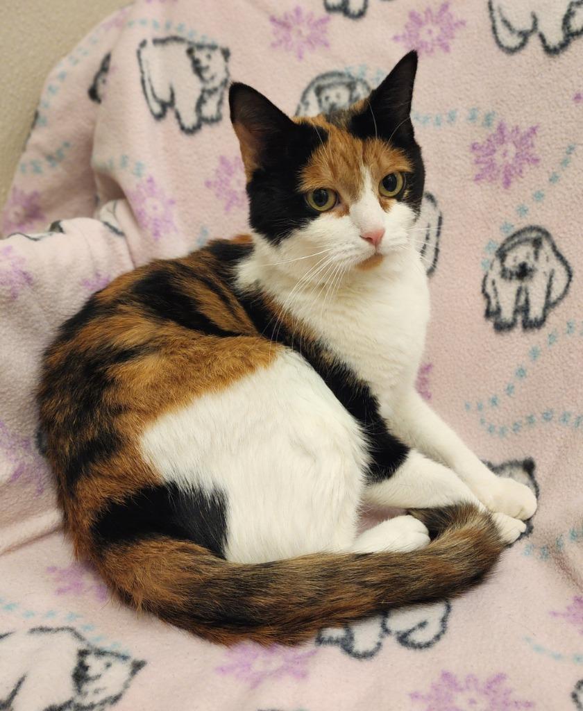 Cali, Adoptable, Adult Female Domestic Short Hair.