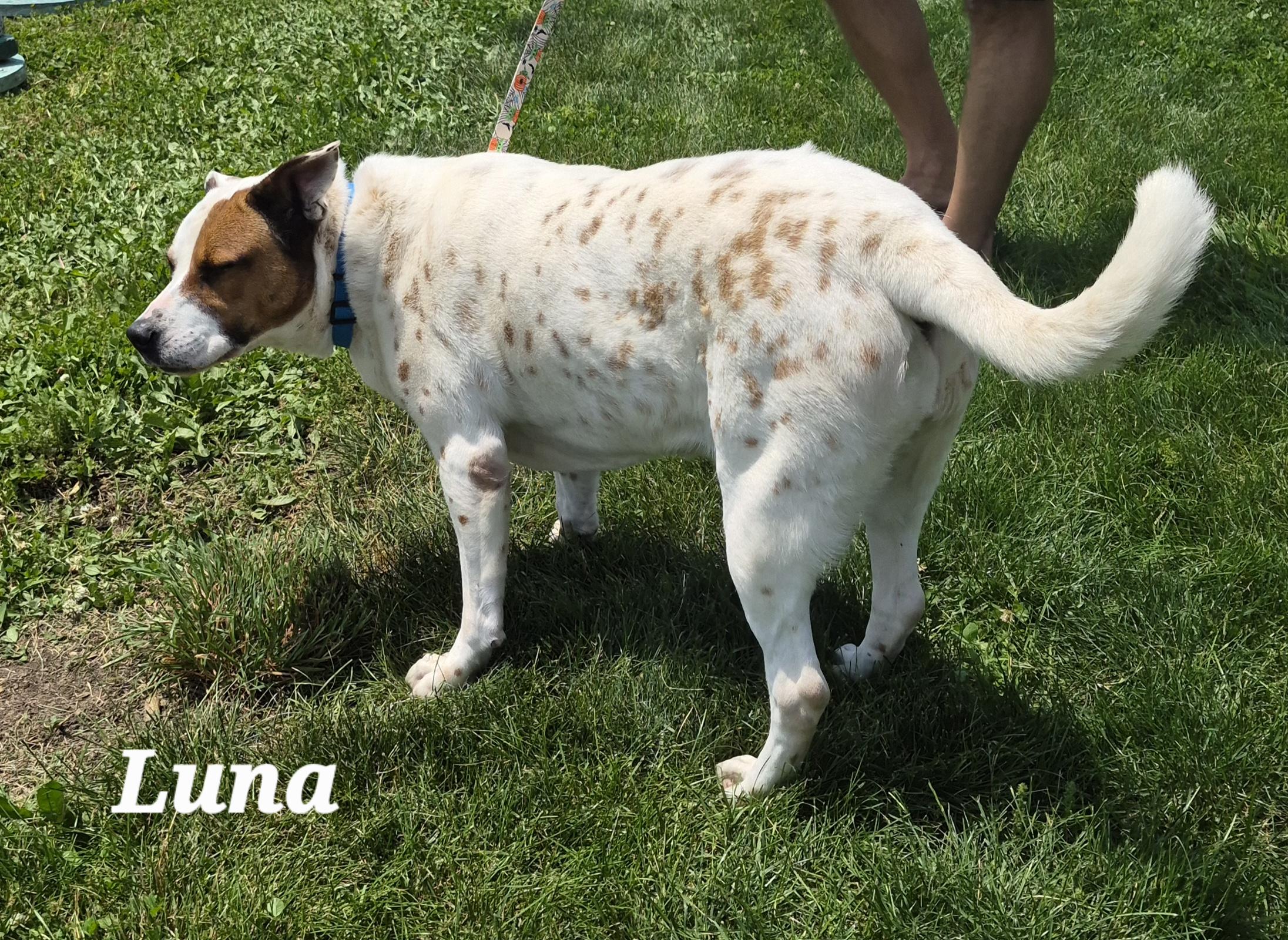 Luna, ADOPTABLE, Senior Female German Shorthaired Pointer.