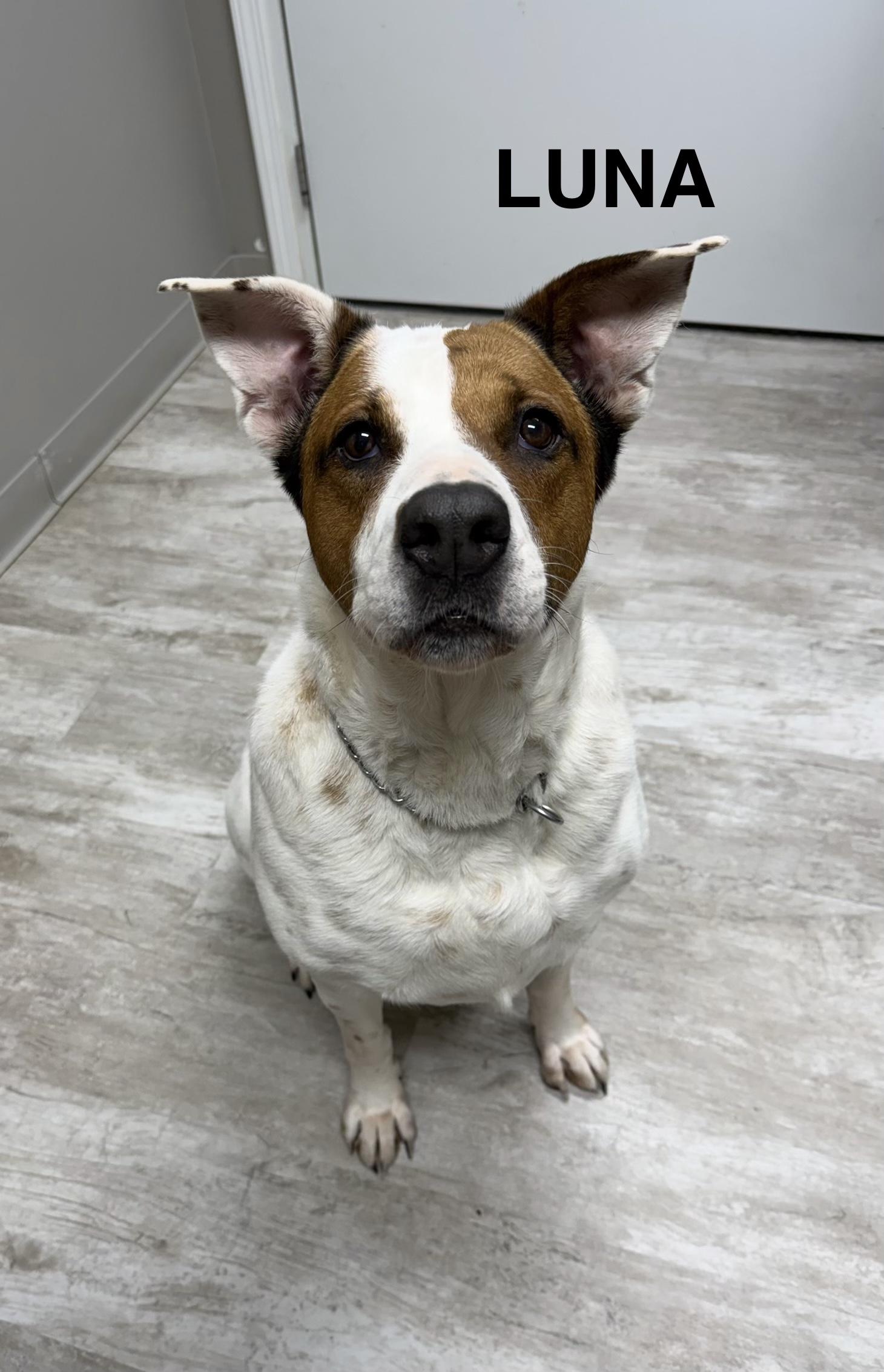 Luna, ADOPTABLE, Senior Female German Shorthaired Pointer.