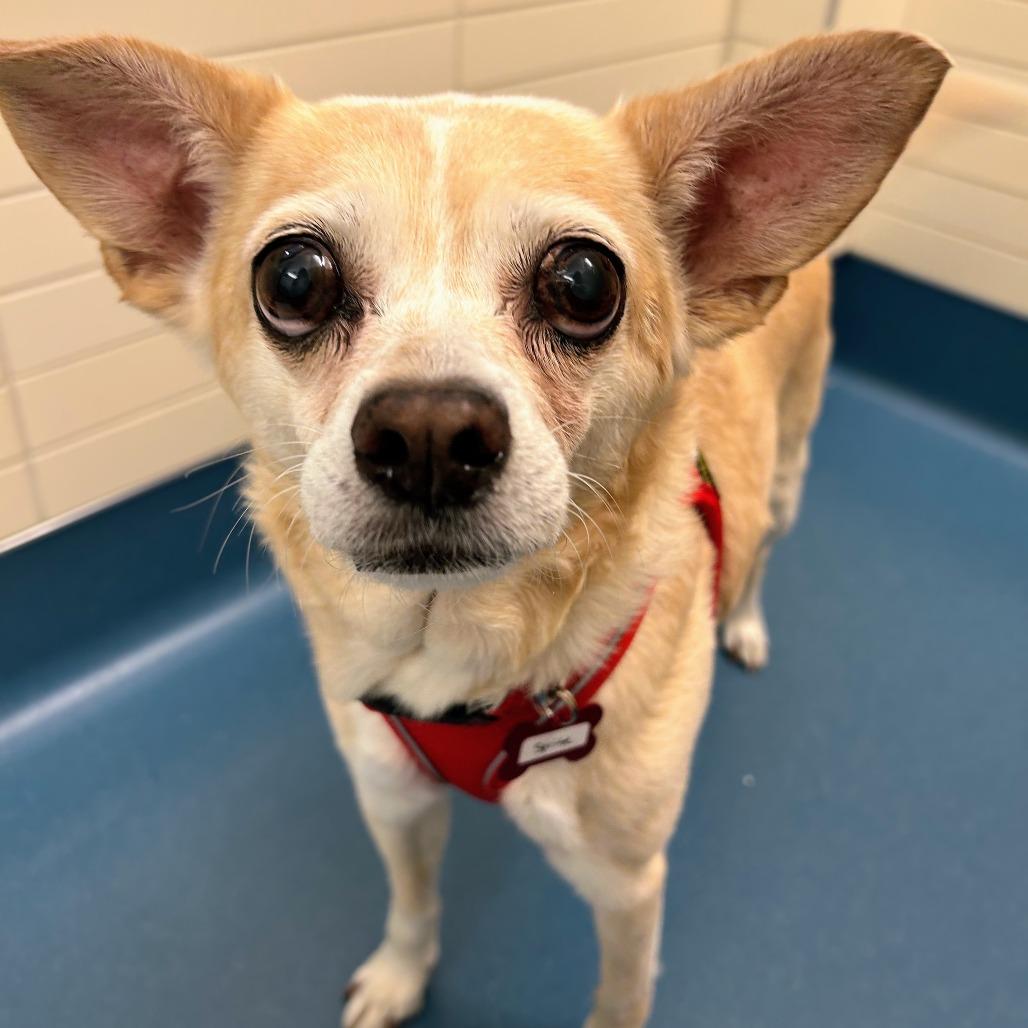 Sprite 14273, Adoptable, Senior Female Chihuahua.