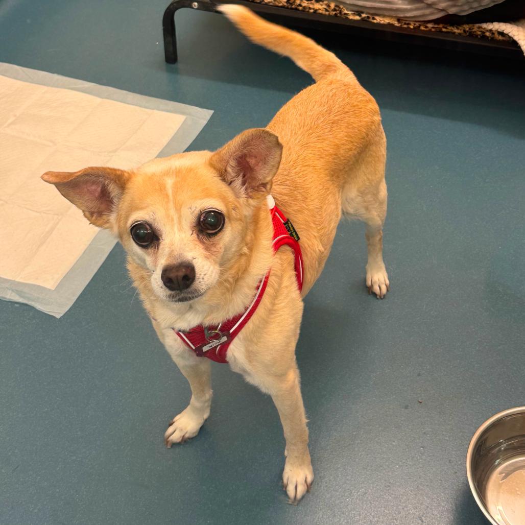 Sprite 14273, a Adoptable Chihuahua in San Francisco, CA image 2/6