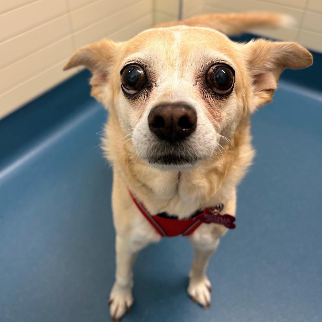 Sprite 14273, a Adoptable Chihuahua in San Francisco, CA image 3/6