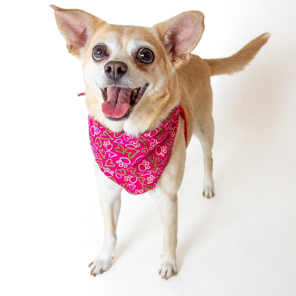 Sprite 14273, a Adoptable Chihuahua in San Francisco, CA image 4/6