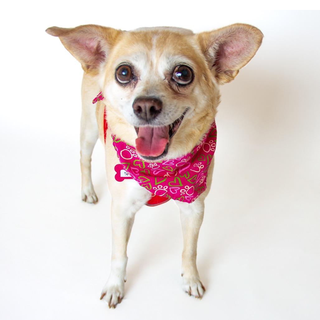 Sprite 14273, a Adoptable Chihuahua in San Francisco, CA image 5/6