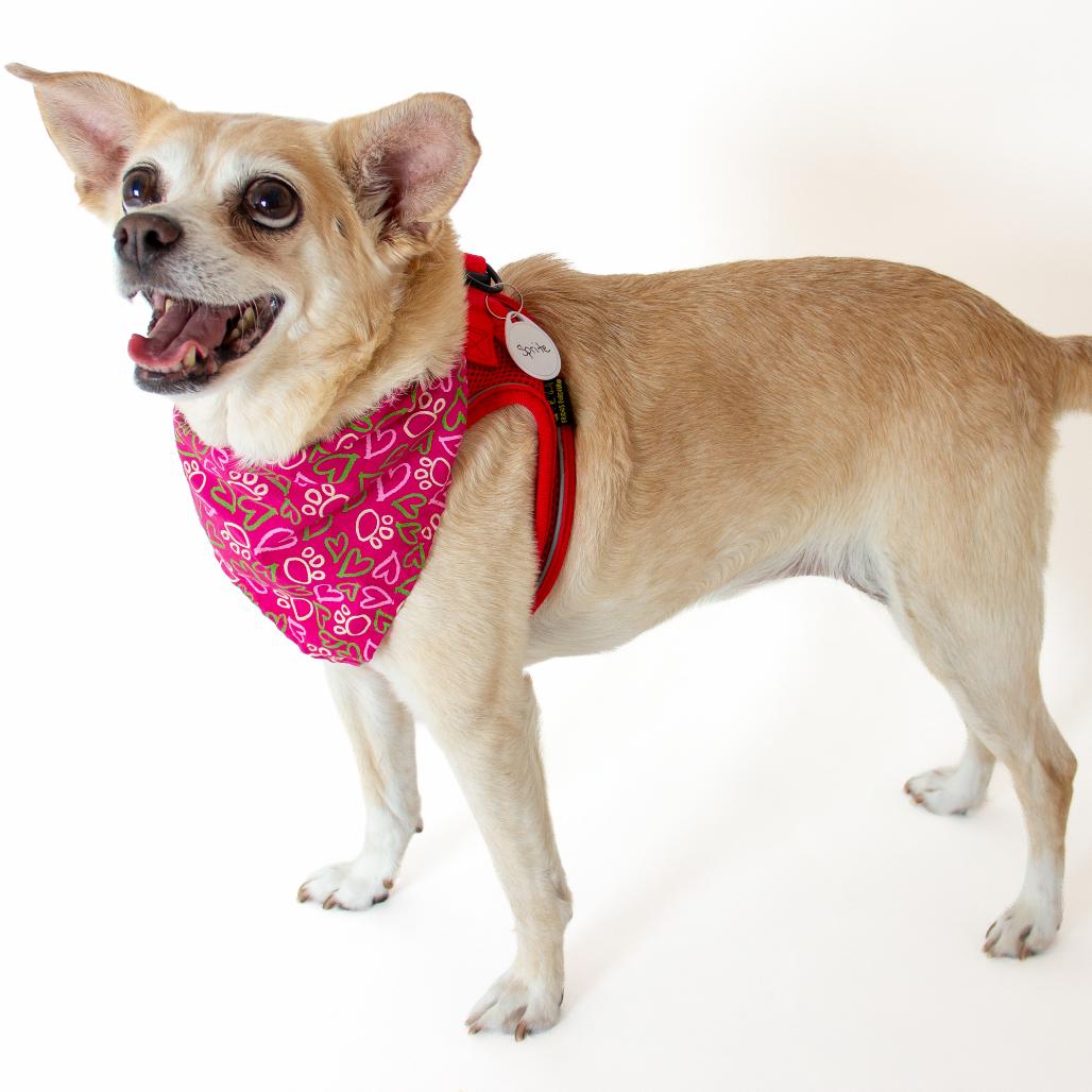 Sprite 14273, a Adoptable Chihuahua in San Francisco, CA image 6/6