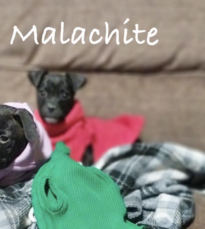 Enlarge Malachite, an adopted Rat Terrier in Manchester, CT image 1/2