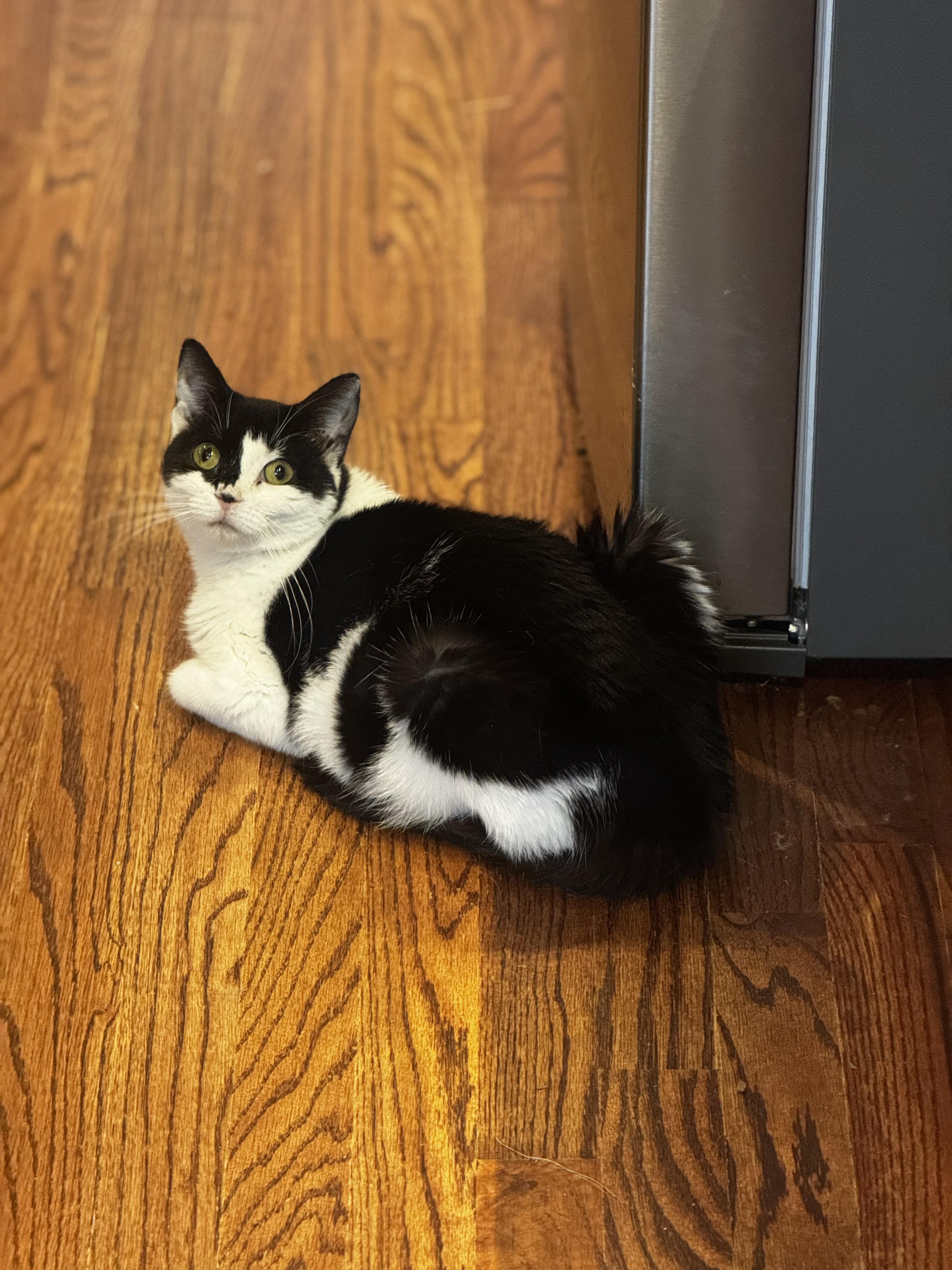 Enlarge Eggroll, a ADOPTABLE Domestic Short Hair in MABLETON, GA image 2/4