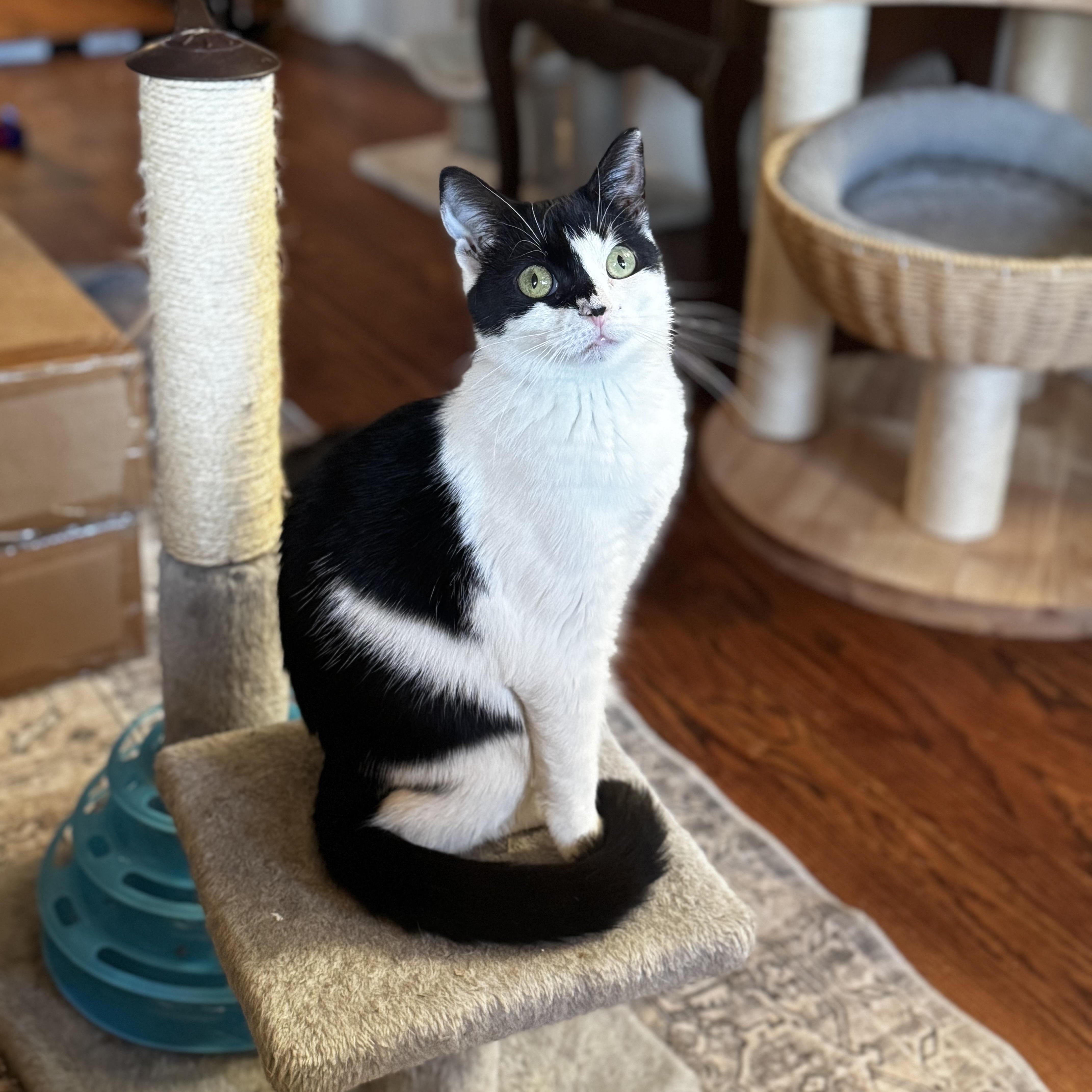 Enlarge Eggroll, a ADOPTABLE Domestic Short Hair in MABLETON, GA image 4/4