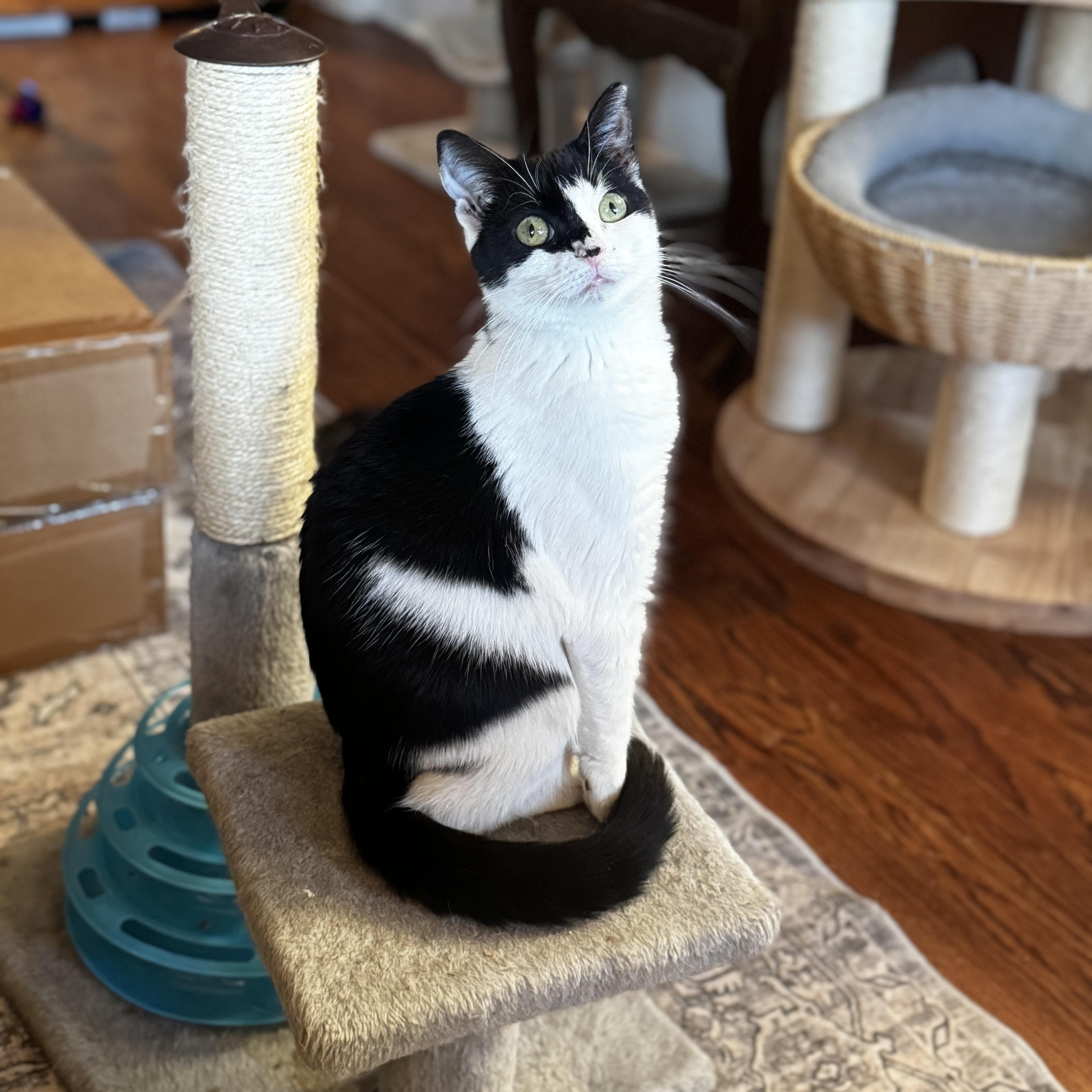 Enlarge Eggroll, a ADOPTABLE Domestic Short Hair in MABLETON, GA image 1/4