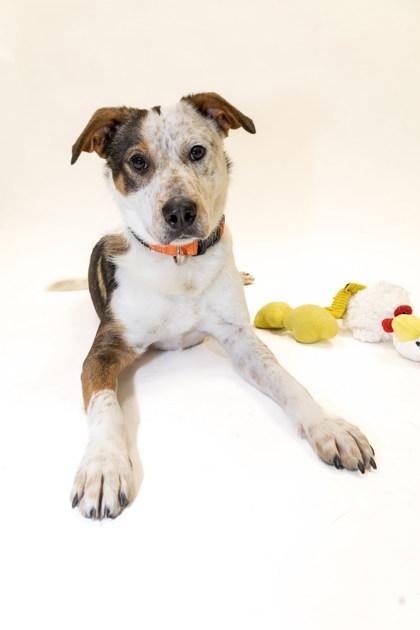 Enlarge Larry, an adopted mixed breed in Boyne City, MI image 2/2