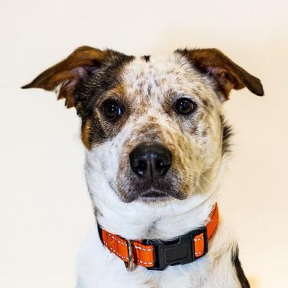 Enlarge Larry, an adopted mixed breed in Boyne City, MI image 1/2